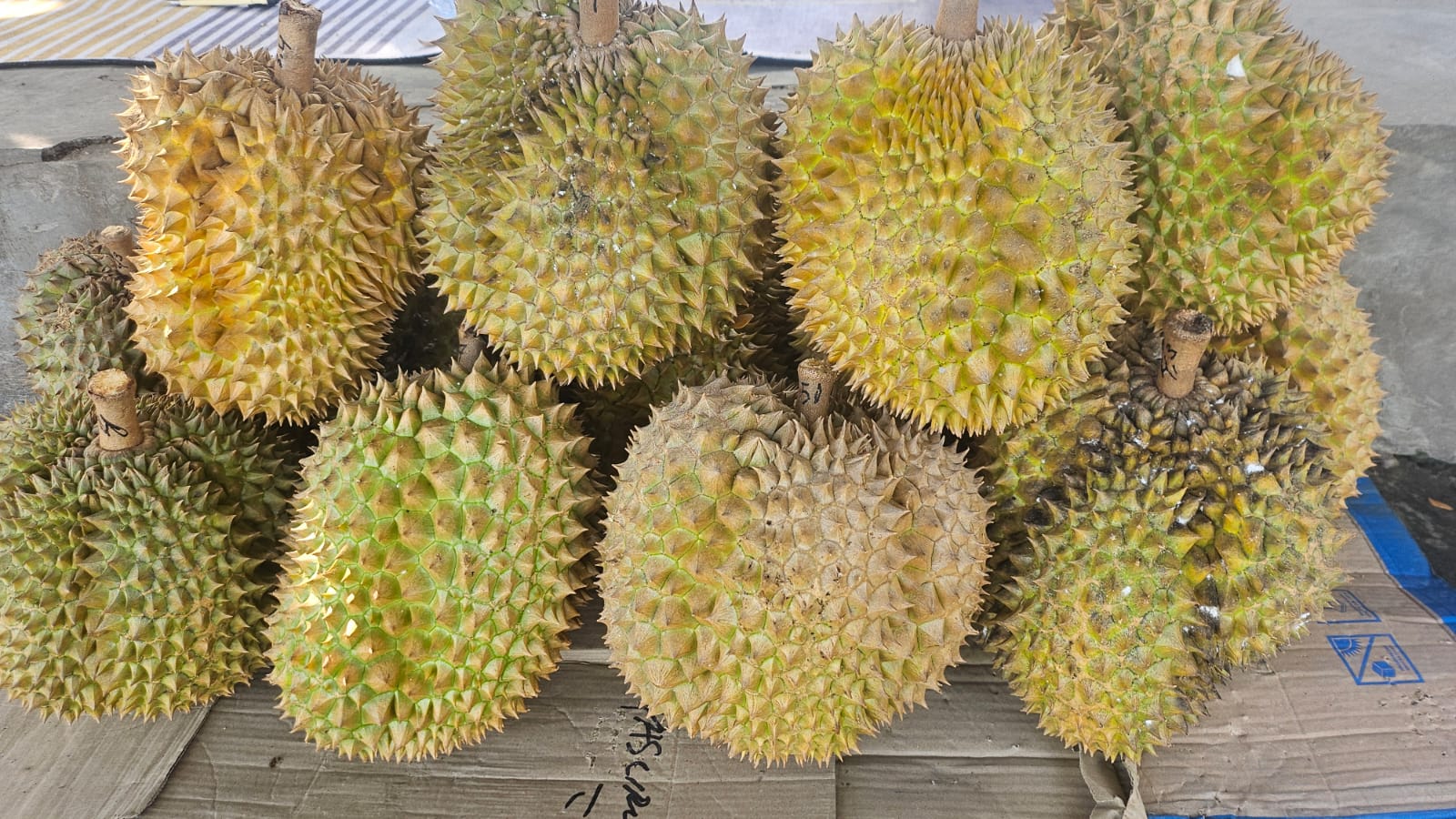 Durian Bali Singaraja Premium - Daging Tebal Kuning Keemasan