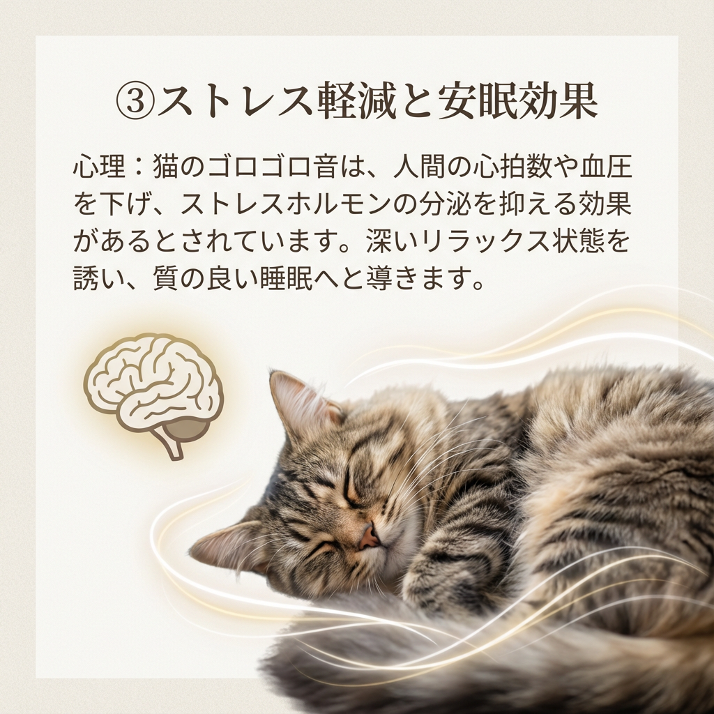 猫のゴロゴロ音に秘められた癒しの力を解明! - Image 5
