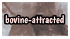 bovine attracted