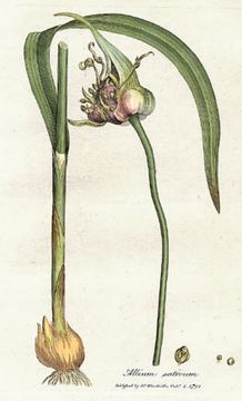 Food 22: Fresh Crushed Lahsun / Raw Garlic (Allicin & Bioactive Sulfur)
