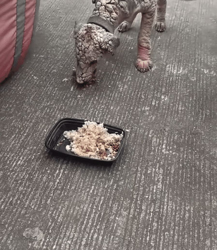 A fragile dog looking for hope