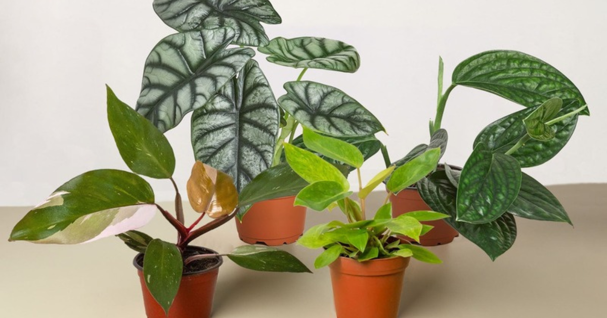 A selection of healthy, hard-to-find houseplants ready to ship