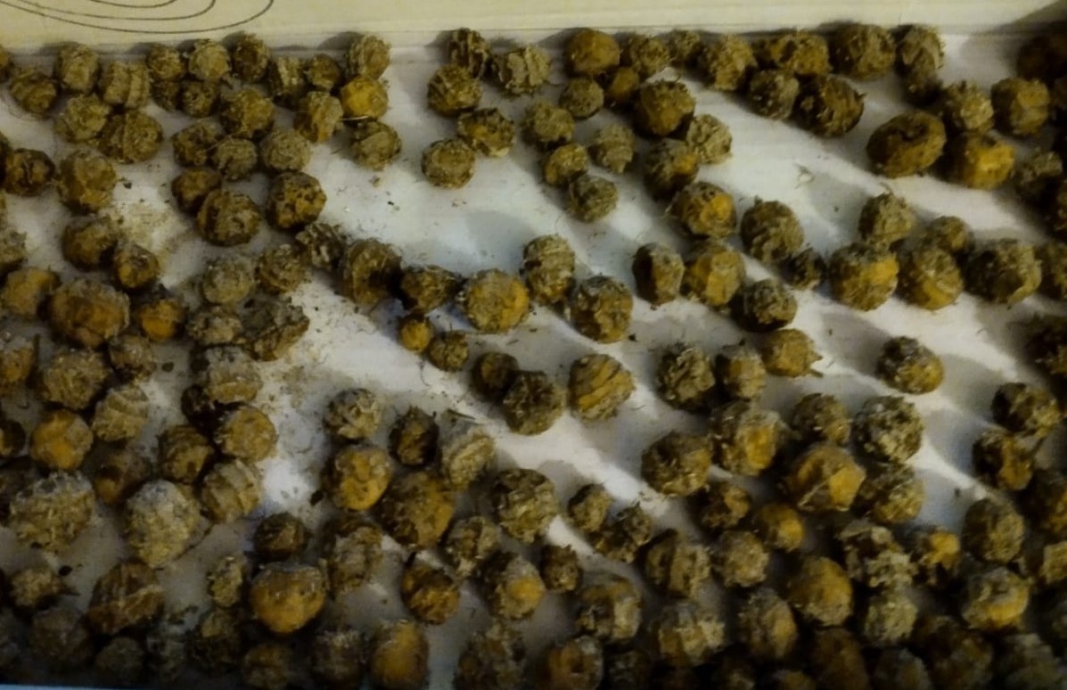 Tigernuts before washing.