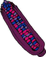 bisexual flag colored corn on the cob