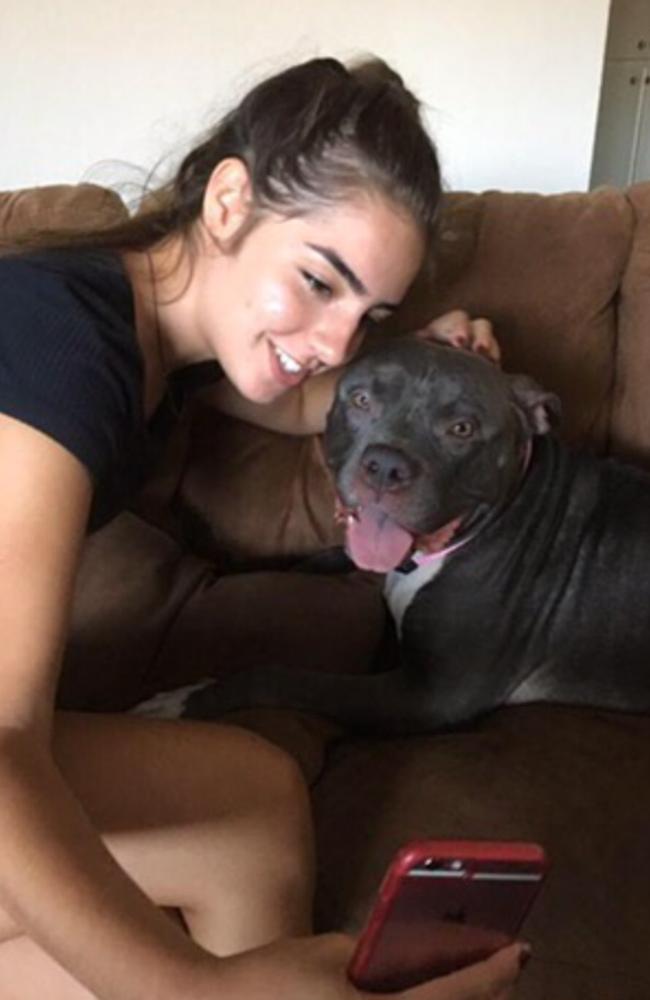 Dog receiving comfort
