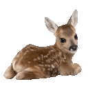 fawn pix