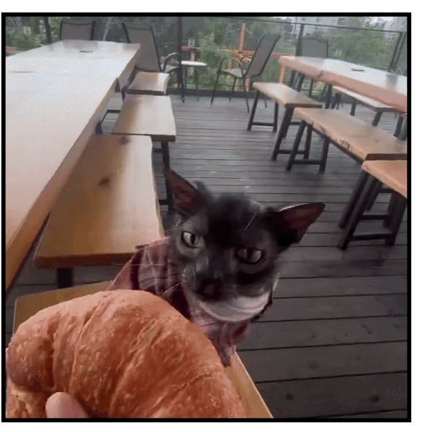 A cat eating a quaso