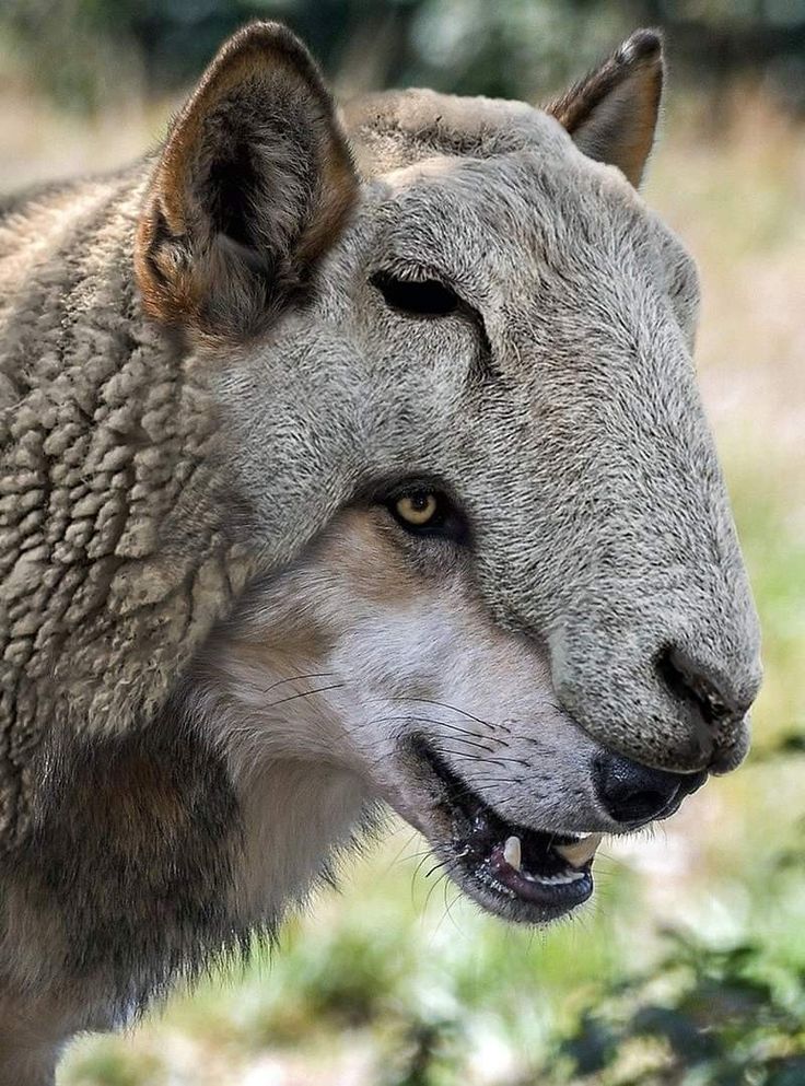 The Wolf in the Flock