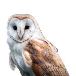 barn owl