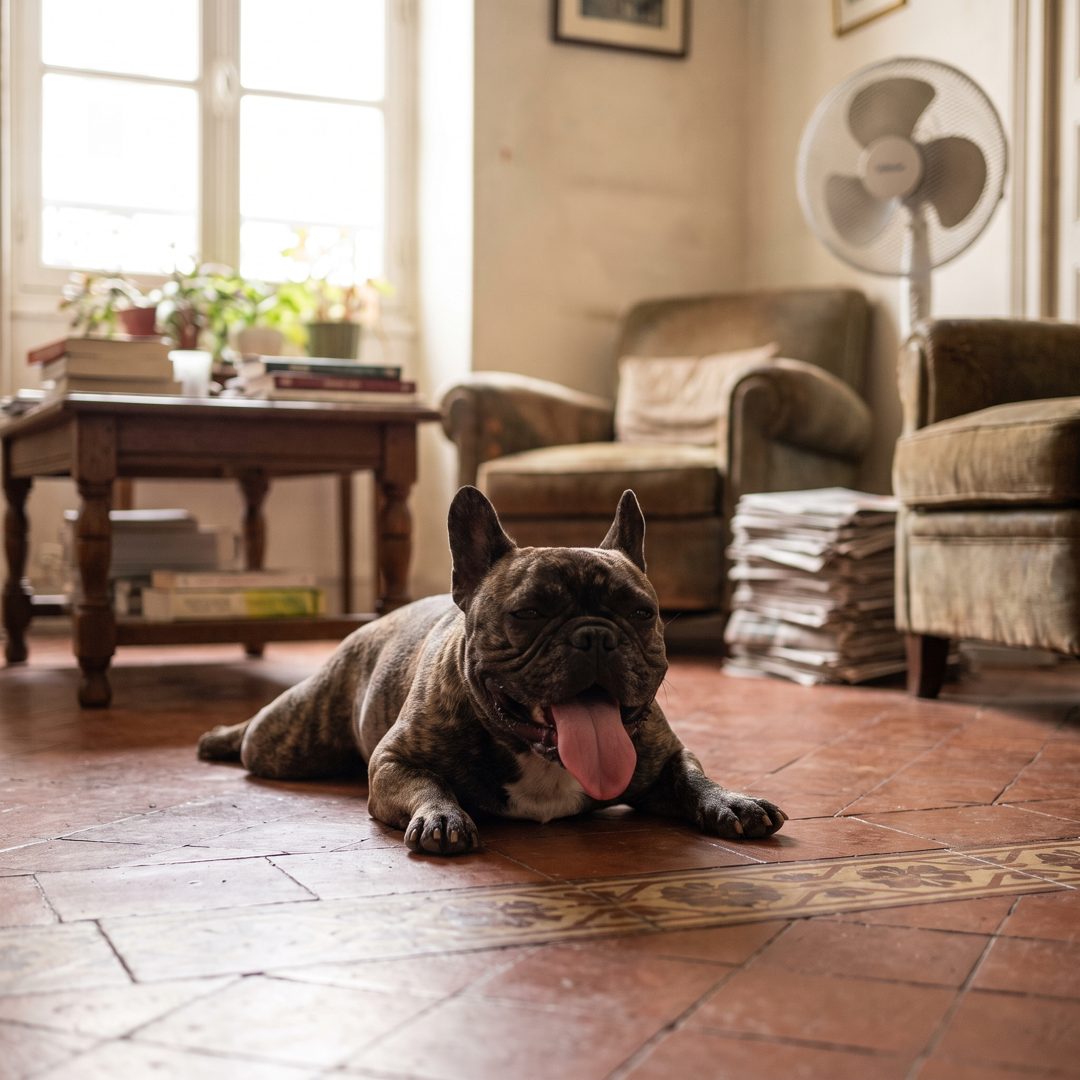 Bouledogue français haletant sur le carrelage d'un salon