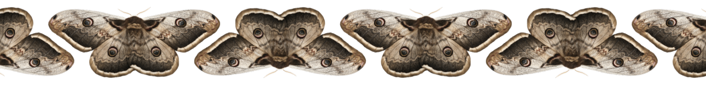 ,⠀日光。's banner