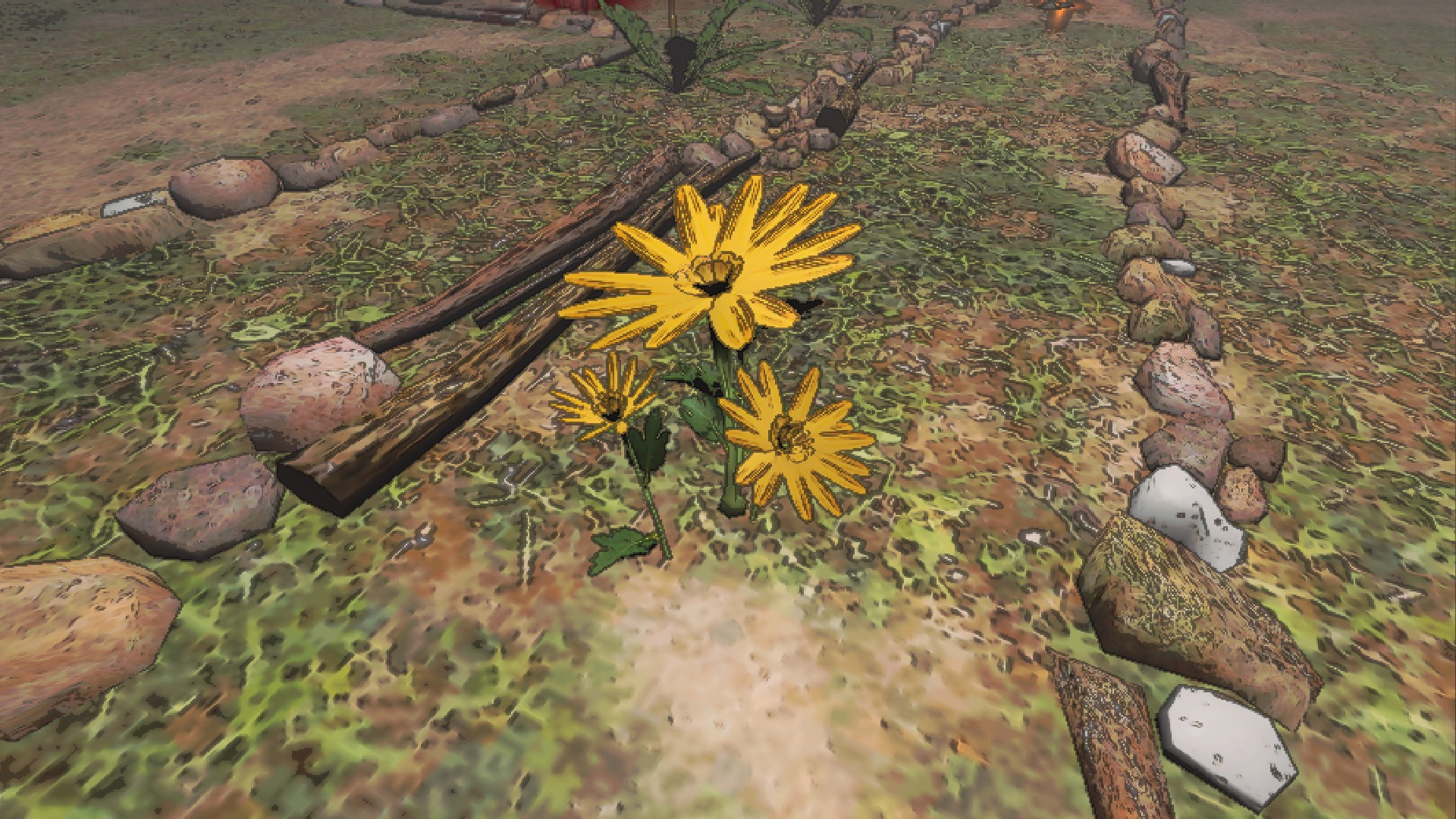A patch of 'margaret' flowers.