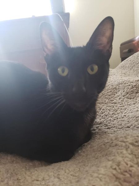 My cat