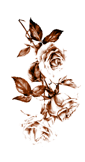 rose rose