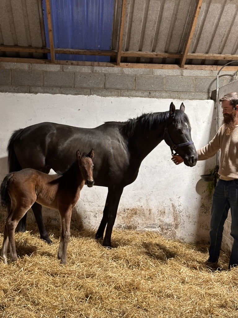 Horse