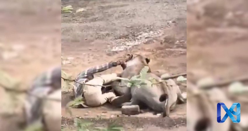 Lion Attack in Gujarat: A Terrifying Incident