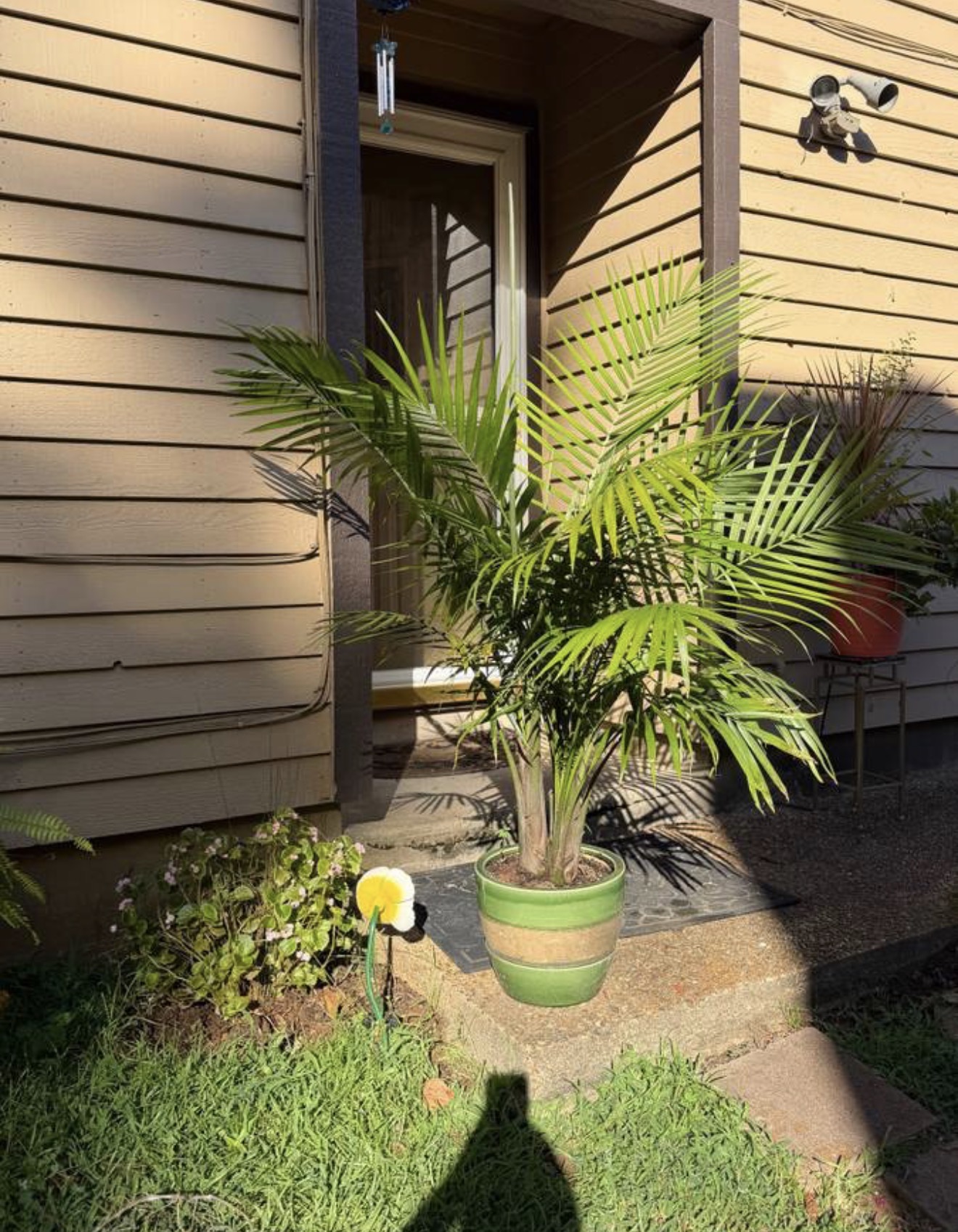 Potted palm beside a front door in the sun