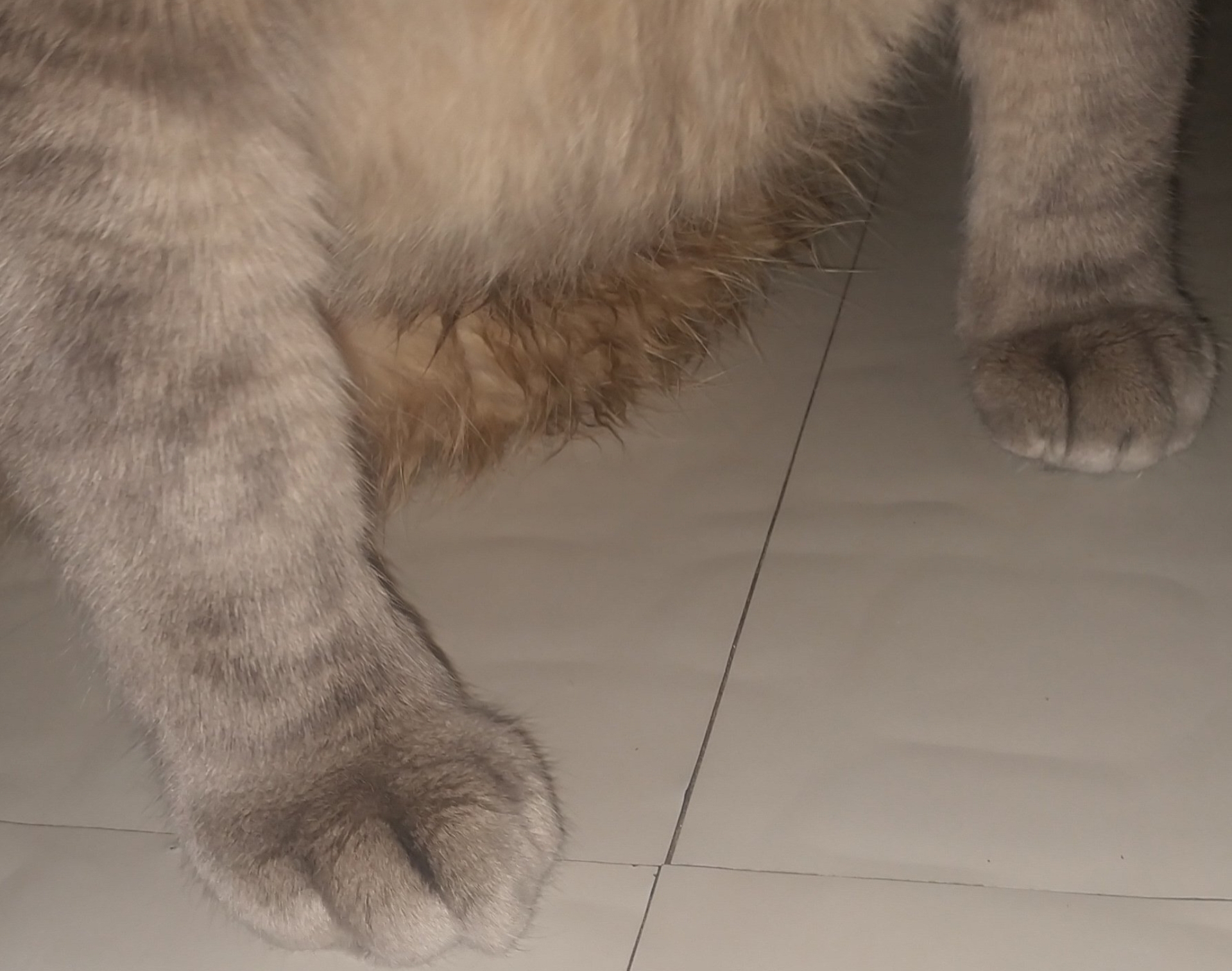 Phoenix Paws