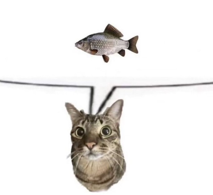 Cat Cat