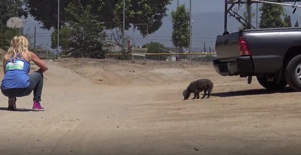Rescuers approaching the frightened dog