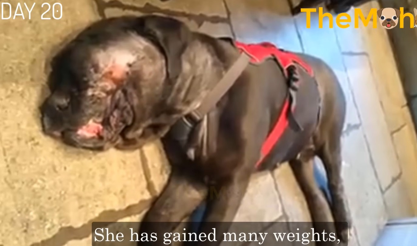Rescued Mastiff