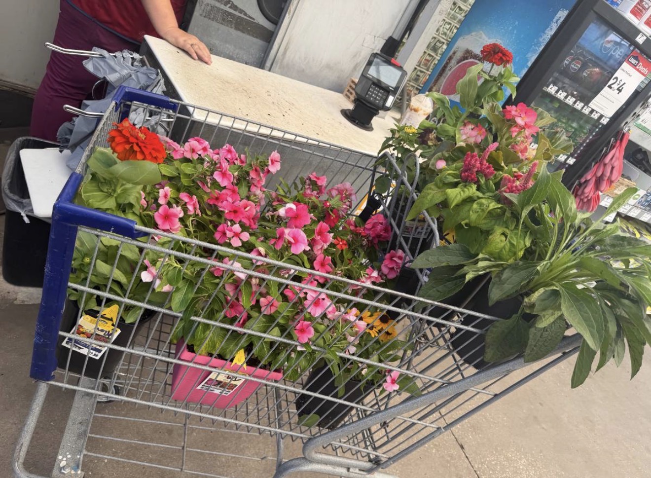 Shopping cart filled with pink and red flowering plants