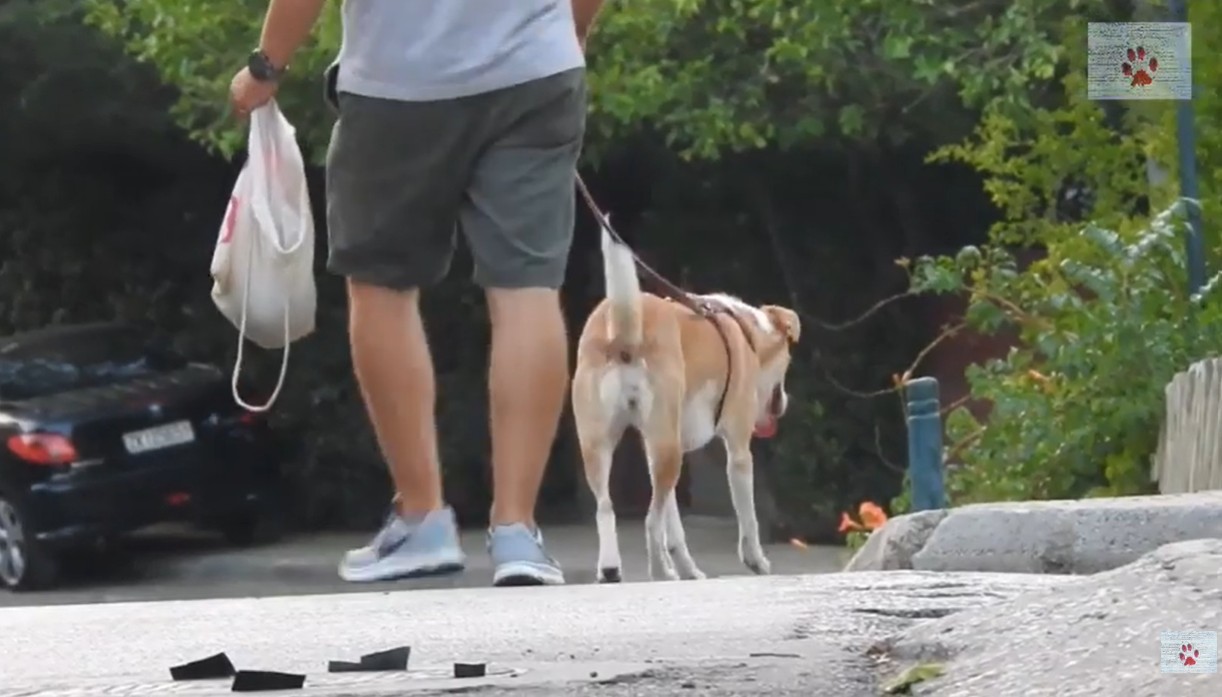 Rescued cat and dog