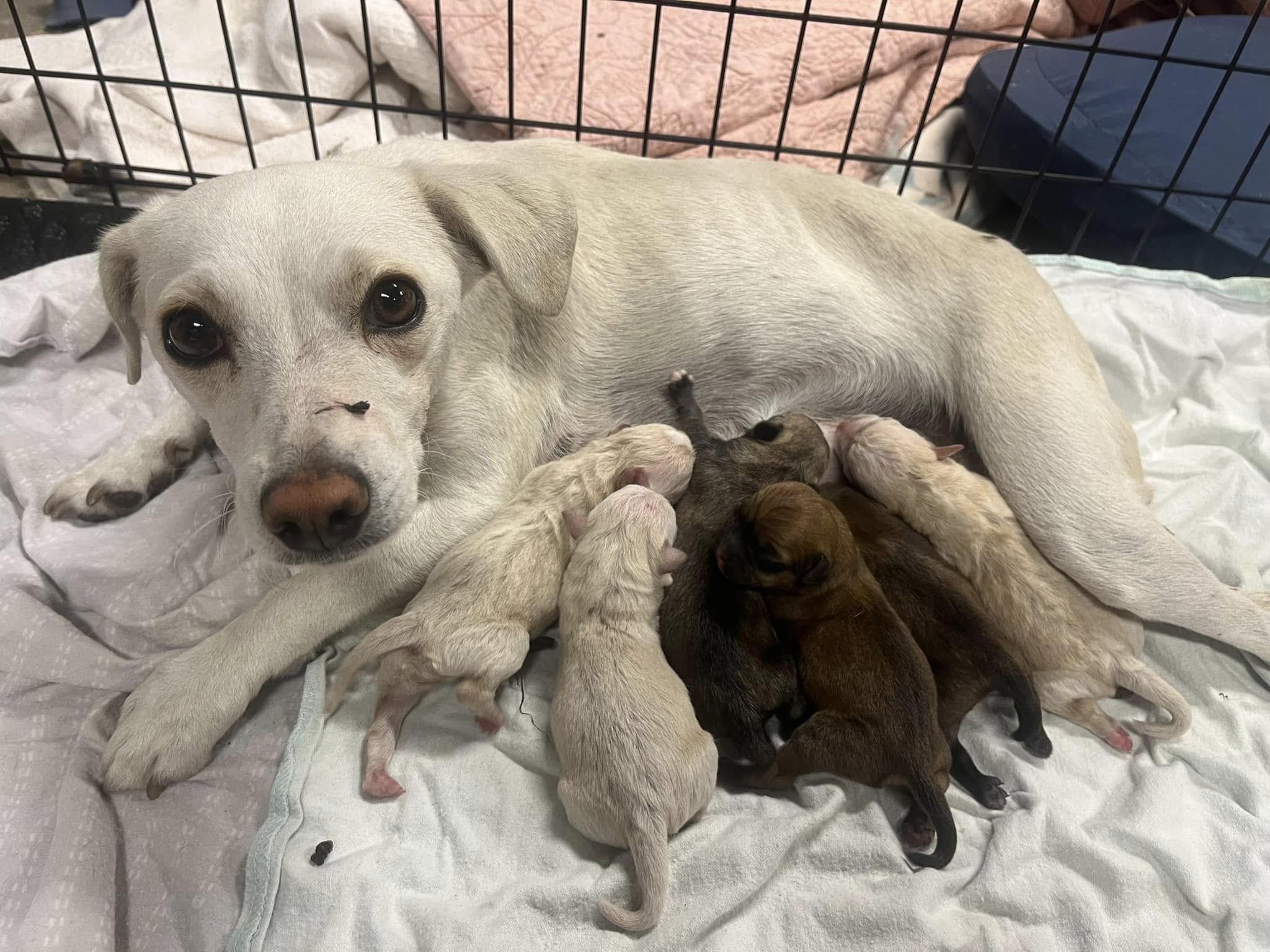Rescuing the puppies