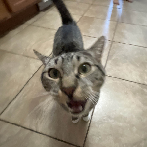 momo icon