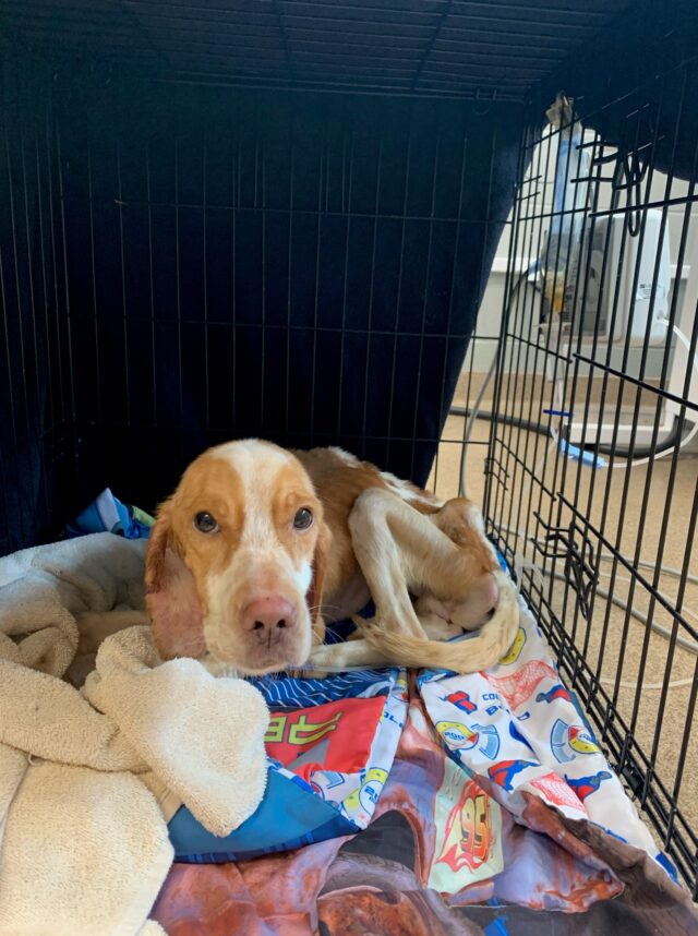Veterinary care for rescued dog