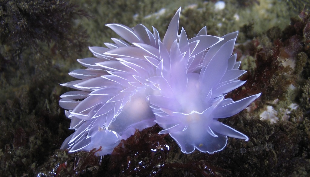 Meisso Dirona's banner