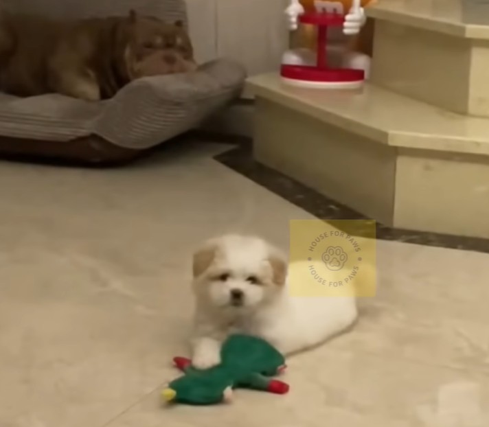 Puppy transformation