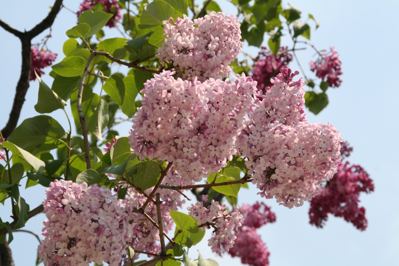 大通公園に咲くライラックの花