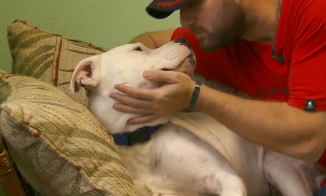 Dog resting with veteran