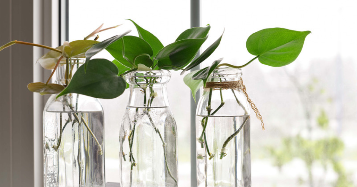 Heartleaf philodendron cuttings rooting in glass jars of water on a bright windowsill
