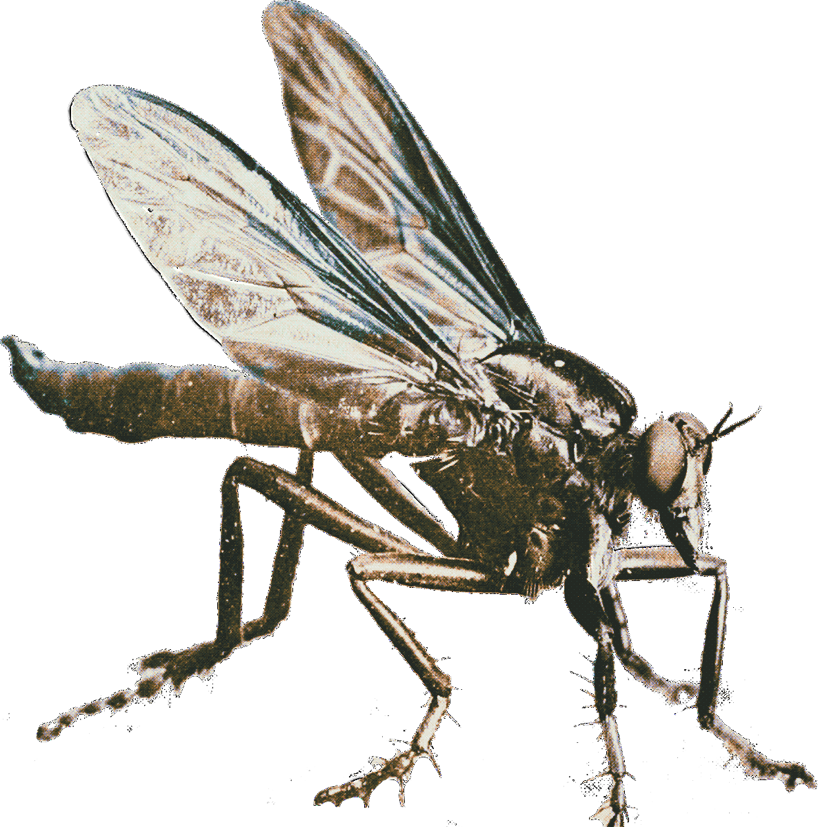 fly