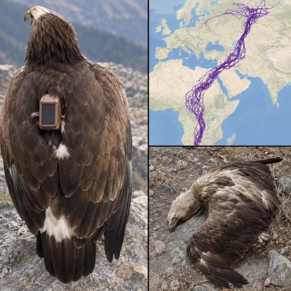 For 20 years, an eagle