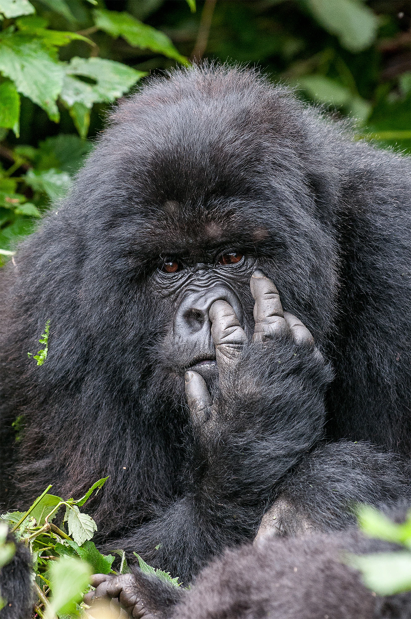Nikon Comedy Wildlife Awards 2026: Triển Lãm Ảnh Động Vật Cười Ra Nước Mắt - Hình 2