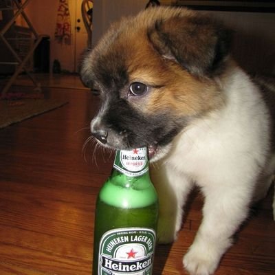 Puppy with Heineken