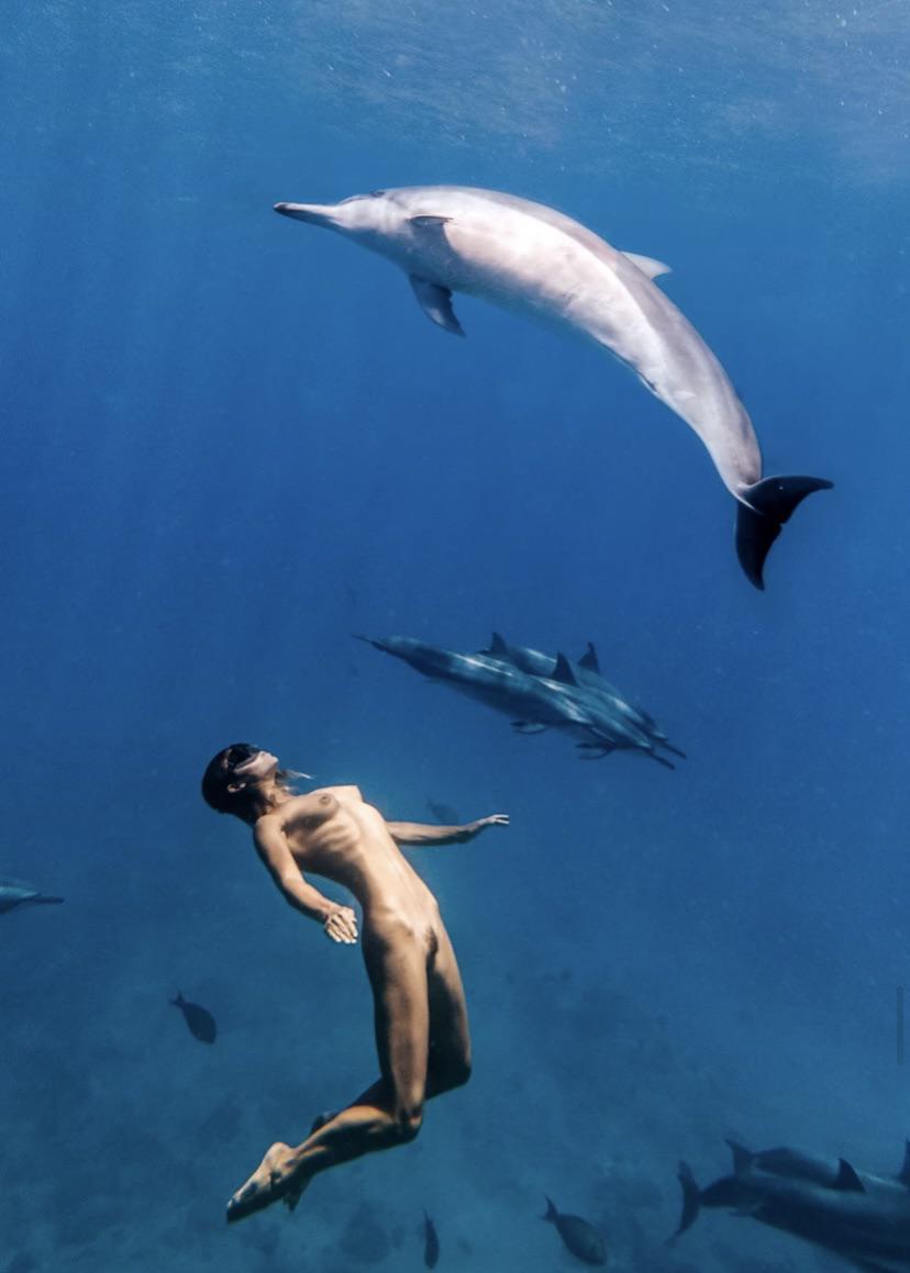 diving with dolphins