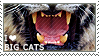 i love big cats