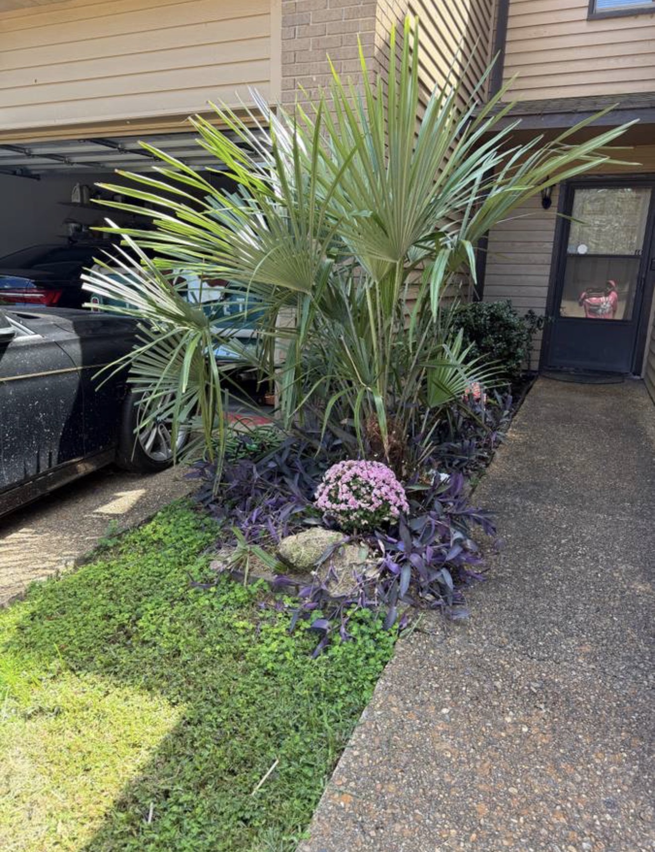 Fan palm with purple heart plants and pink blooms along a walkway