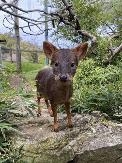 Curious Pudu