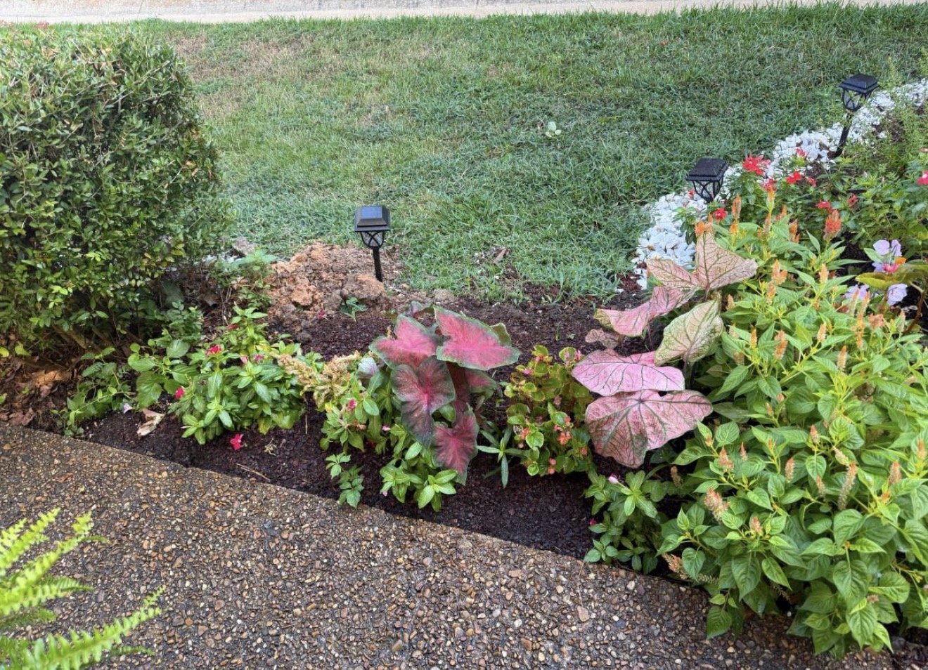 Walkway flower bed with dark mulch, caladiums and a rounded shrub