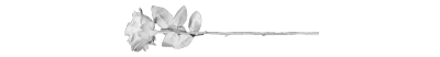 whiterosedivider2
