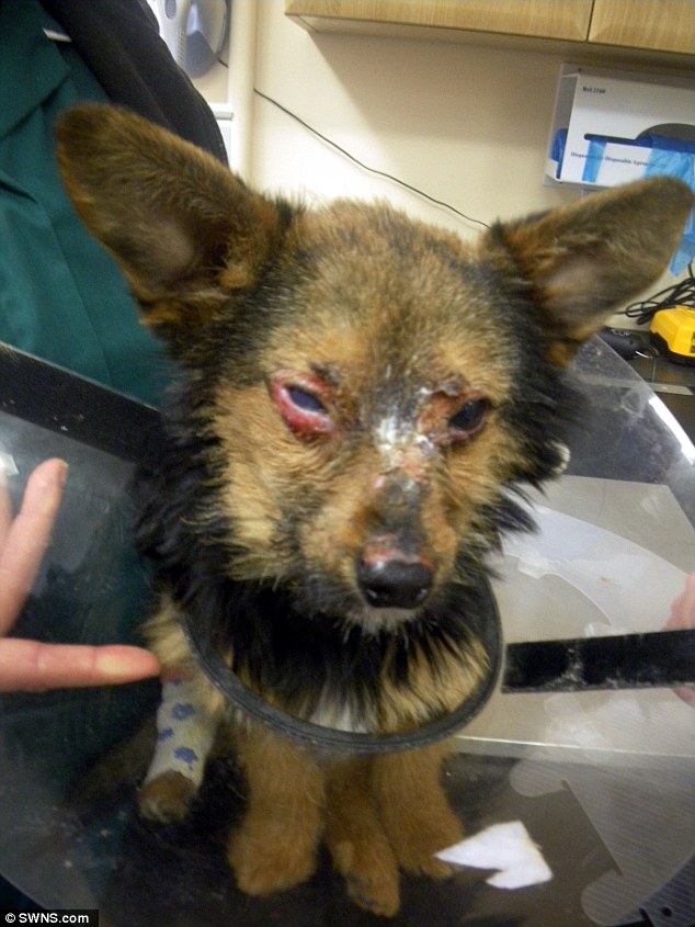 Injured puppy recovery