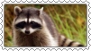 raccoon