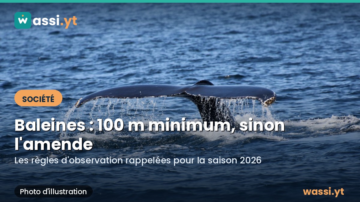 Baleines à Mayotte : 100 mètres minimum et jusqu'à 750 euros d'amende, les règles rappelées
