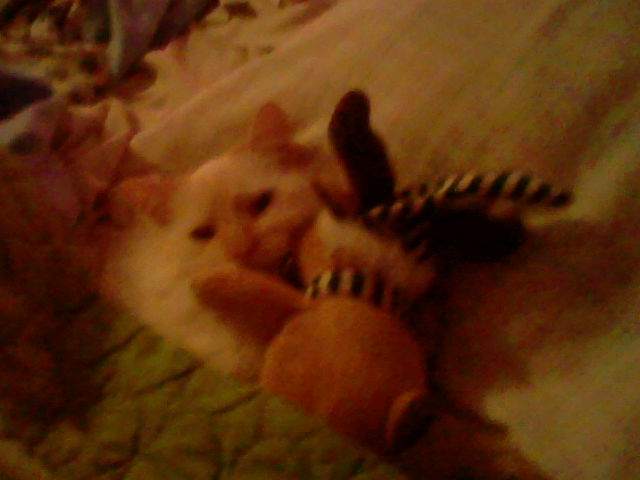 Ángel the white Kitten tucked into my bed with a green blanket. He is hugging a tiny moose plushie that is wearing a green and white striped santa hat and a scarf with the same pattern. This is photo five of this photo session.