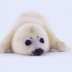 seal